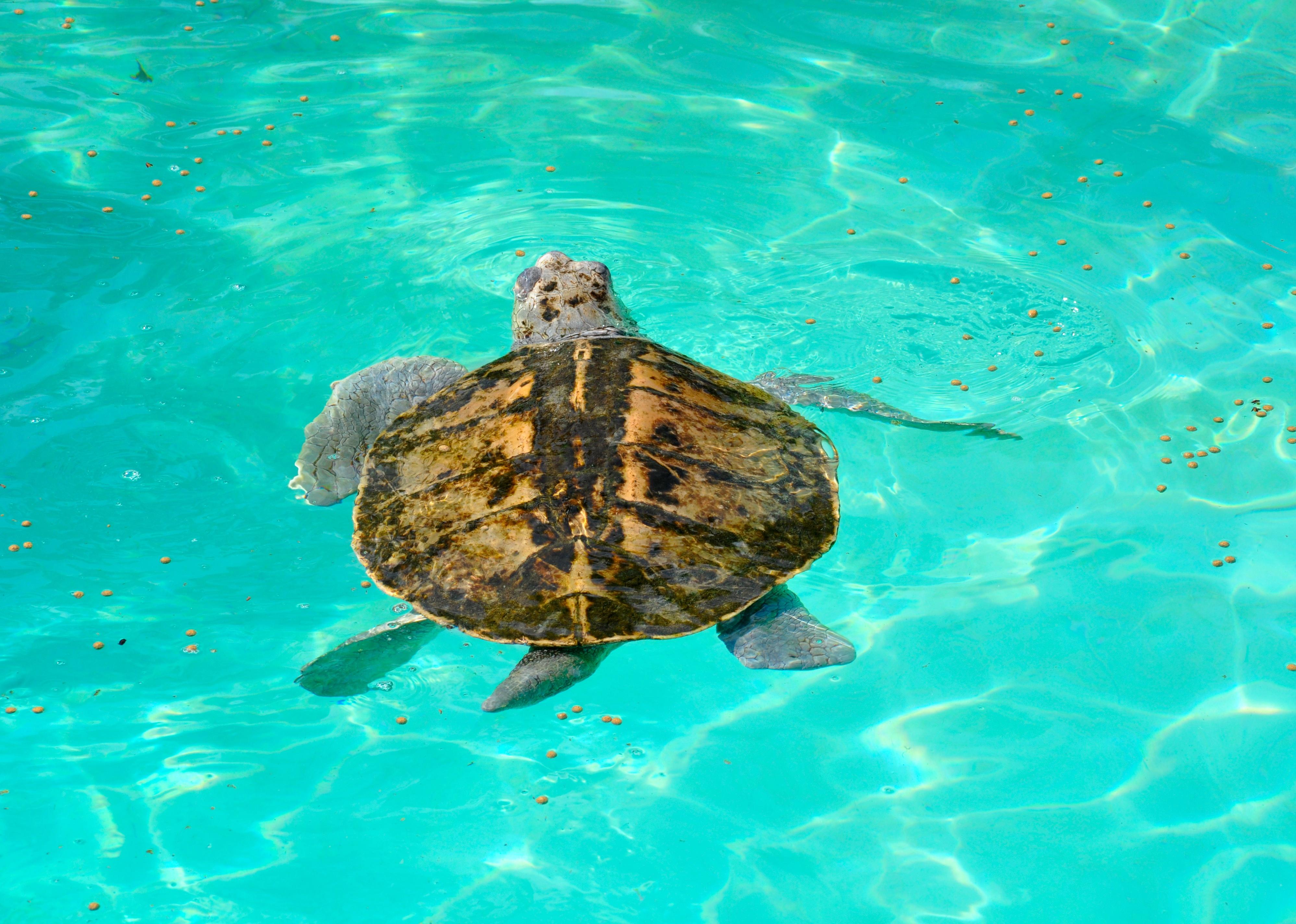 Kemp's ridley turtle lora swimming in caribbean sea.