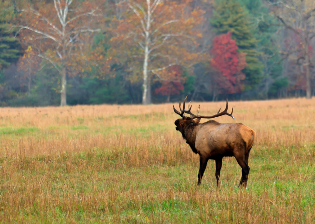An elk in a field in fall.