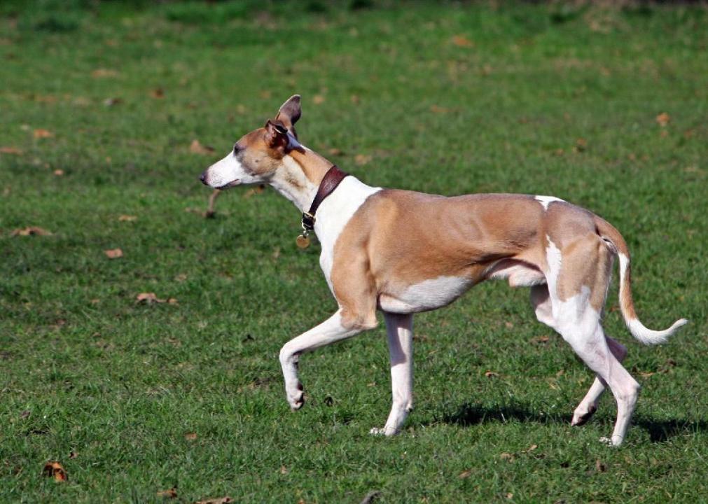whippet intelligence ranking