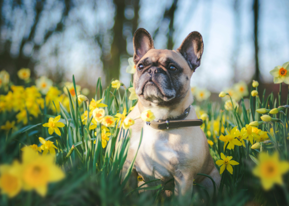 A small dog sitting in a field of yellow daffodils.