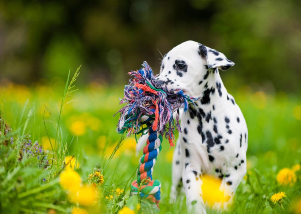 How to pick the best toy for dogs based on 5 personality types