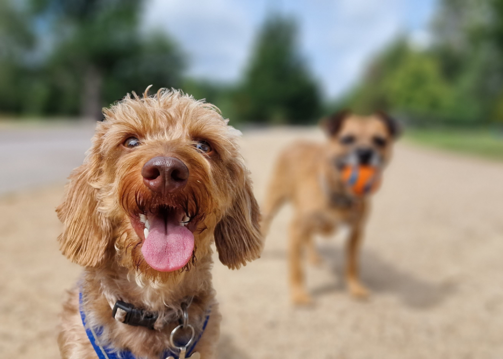 A close up of a small dog with another dog in the background holding a ball in their mouth. 