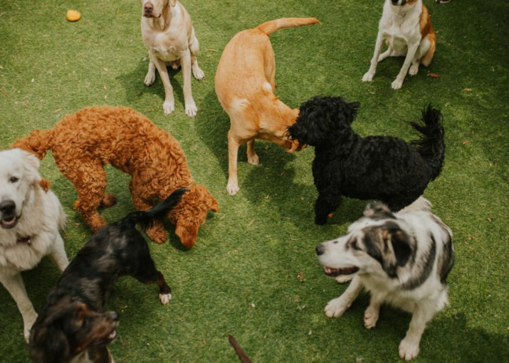 Around eight dogs of different breeds of dogs playing together on grass.