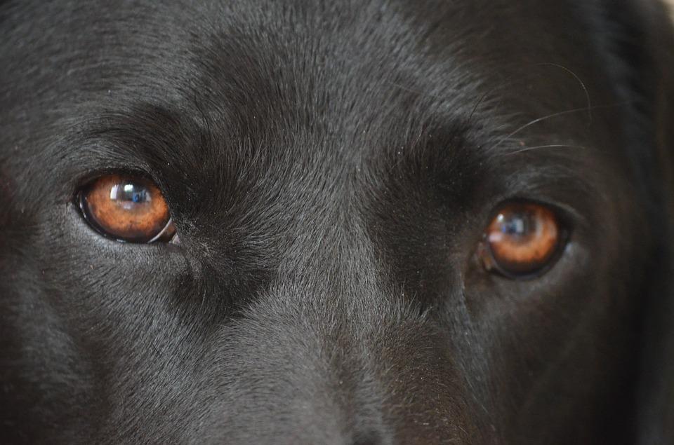 30 Popular Science Myths Debunked » dogs eyes 2183253 960 720