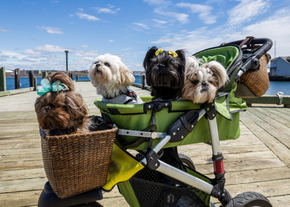 Four small dogs in a stroller.