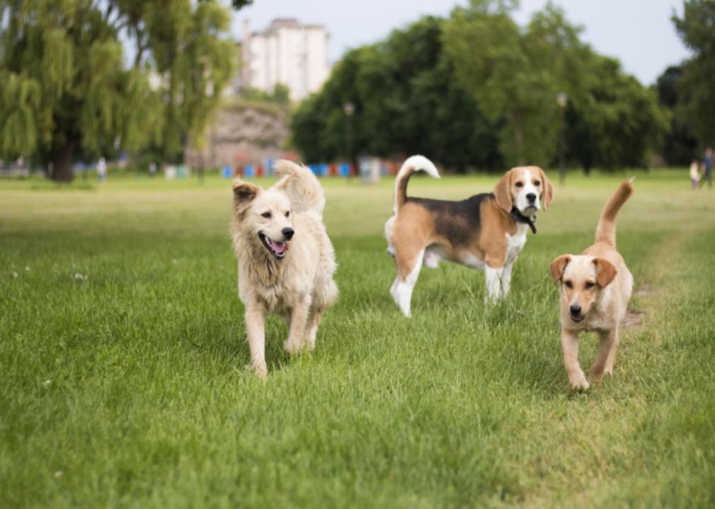 Three dogs of different breeds in a grassy park.