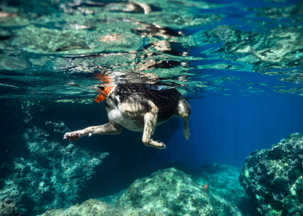 A dog swimming underwater.