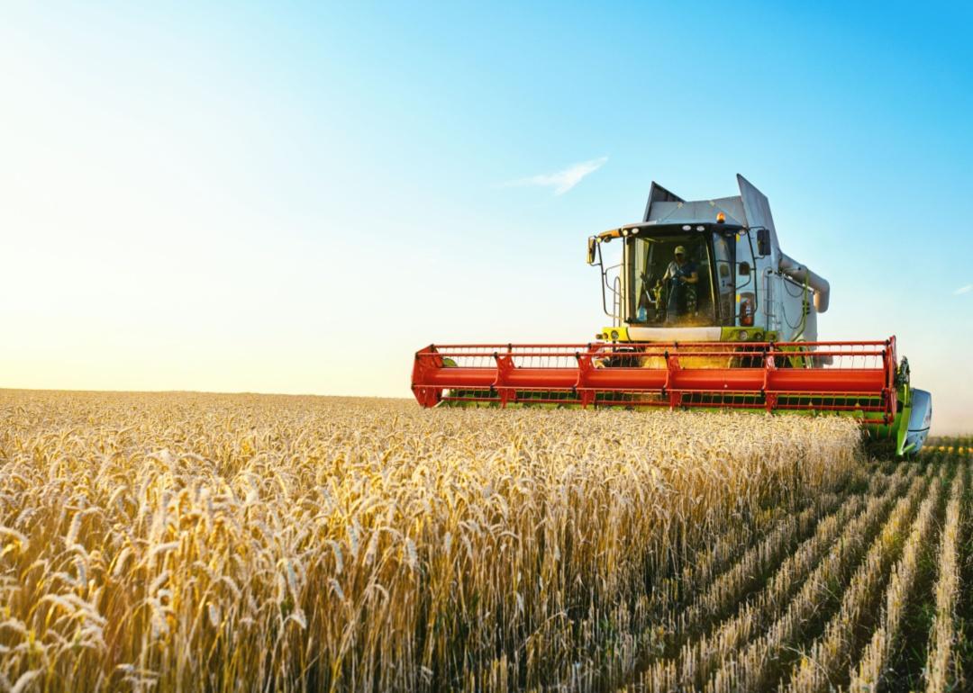 A combine harvester harvests wheat.