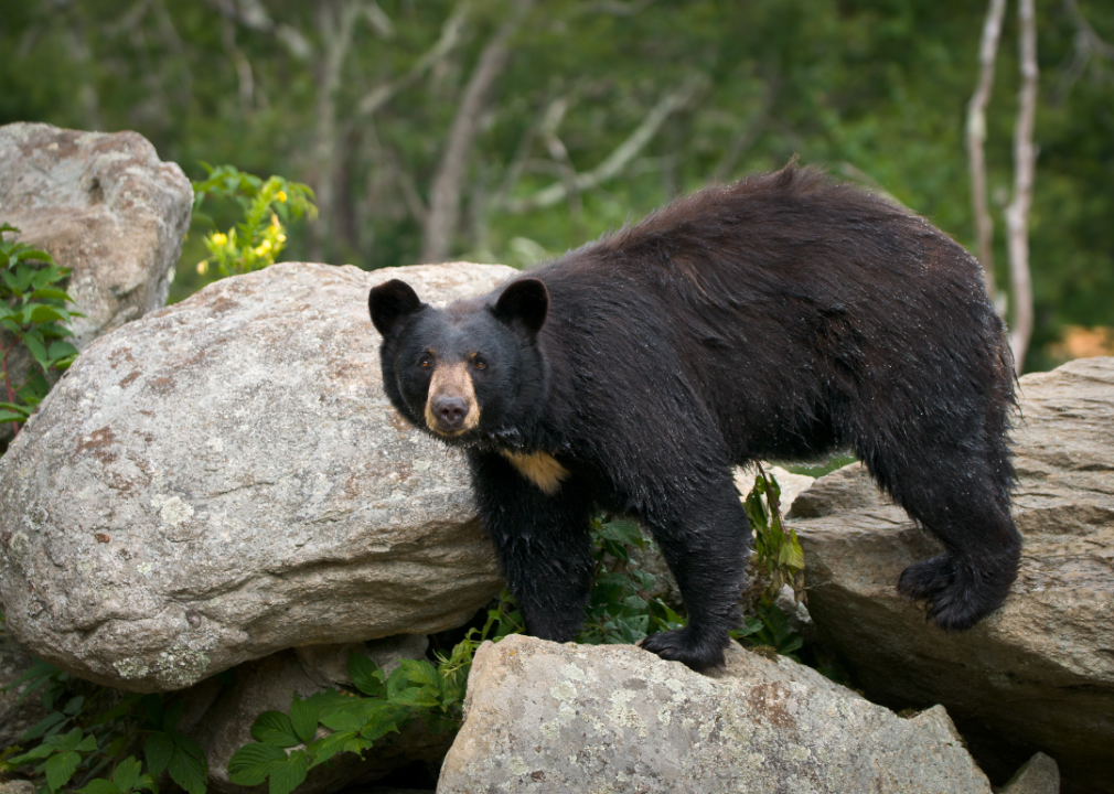 Black bear standing on rocks.