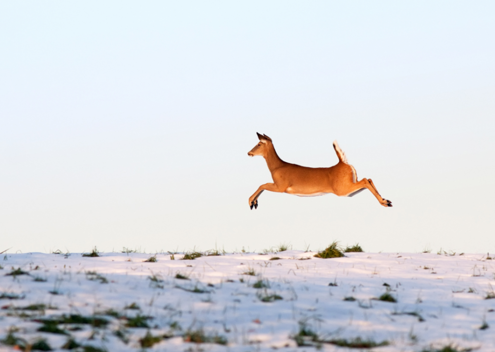 A deer leaping over snow.