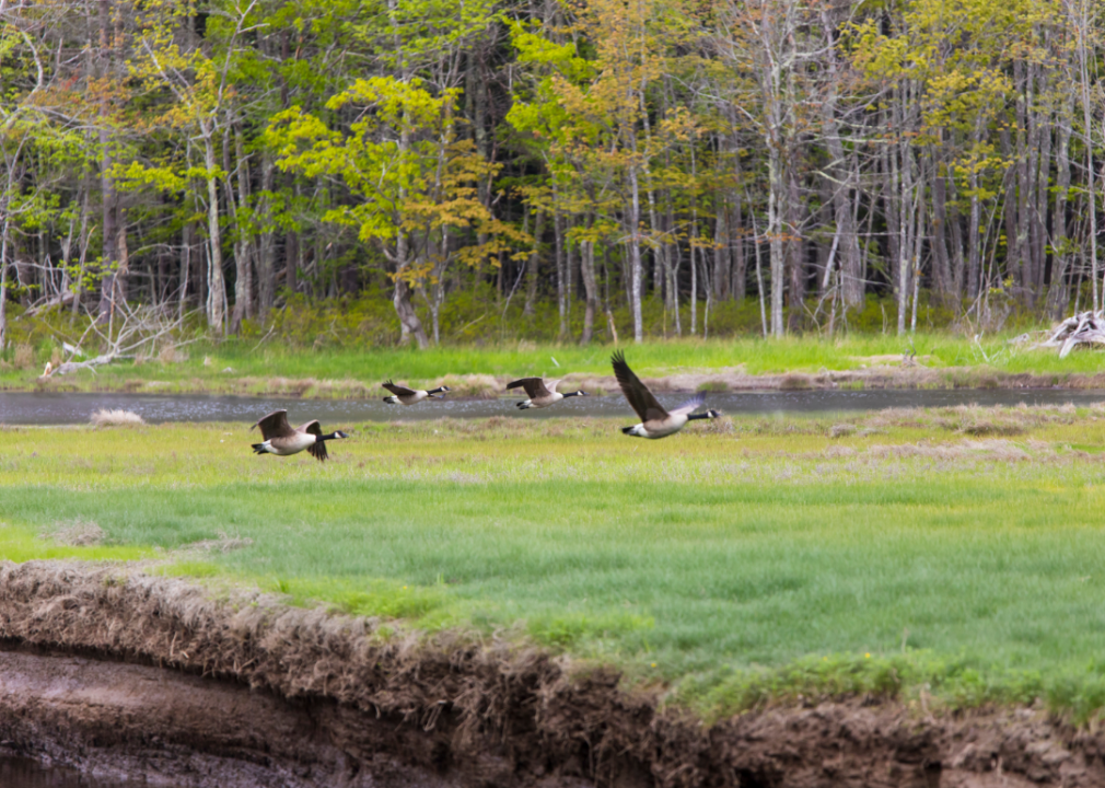 Geese flying over grass.