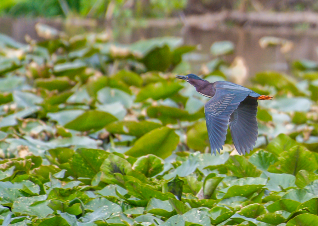 A bird flying over greenery.