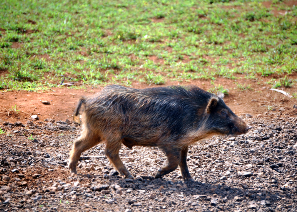 A hog running on rocky path.