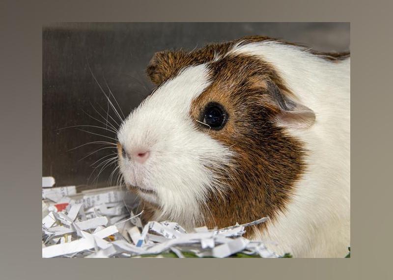 Petfinder best sale guinea pigs