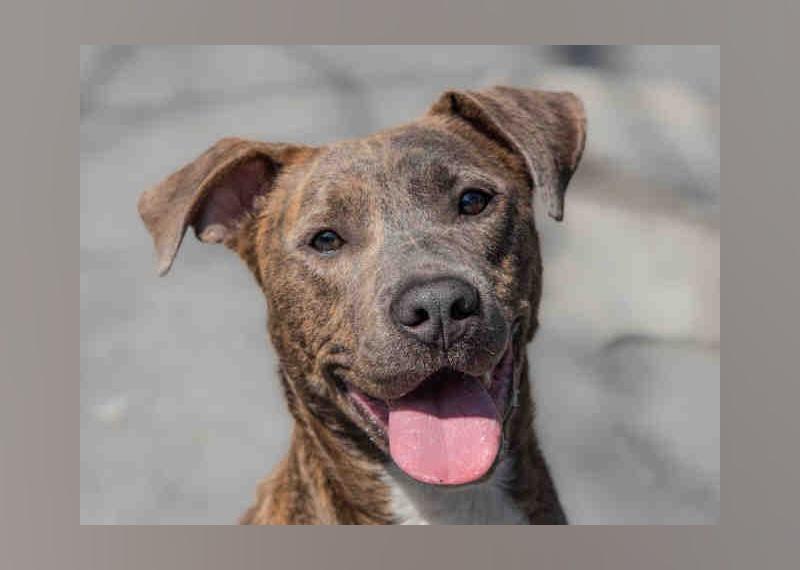 Dogs available for adoption in Atlanta this week