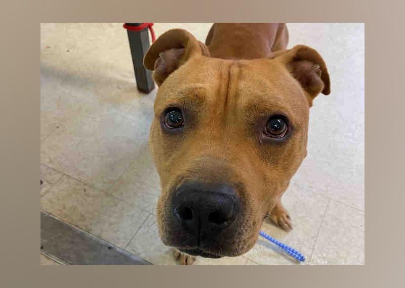 Dogs available for adoption in Atlanta this week