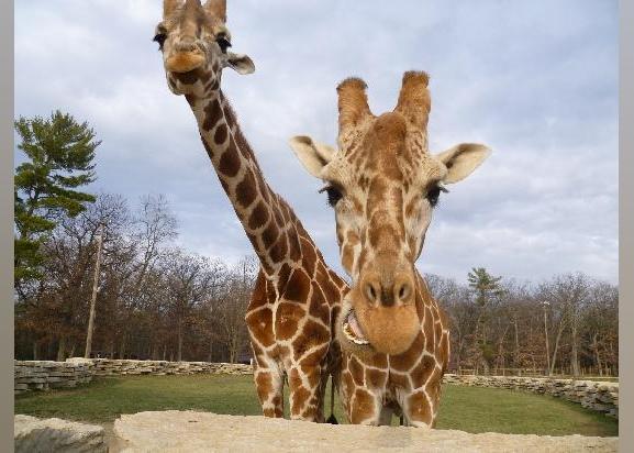 Highest-rated things to do in Wisconsin by visitors
