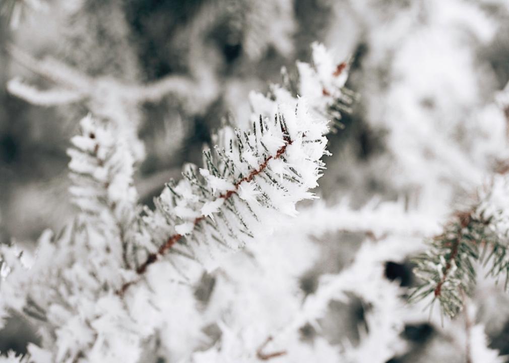 Snowy evergreen branches.