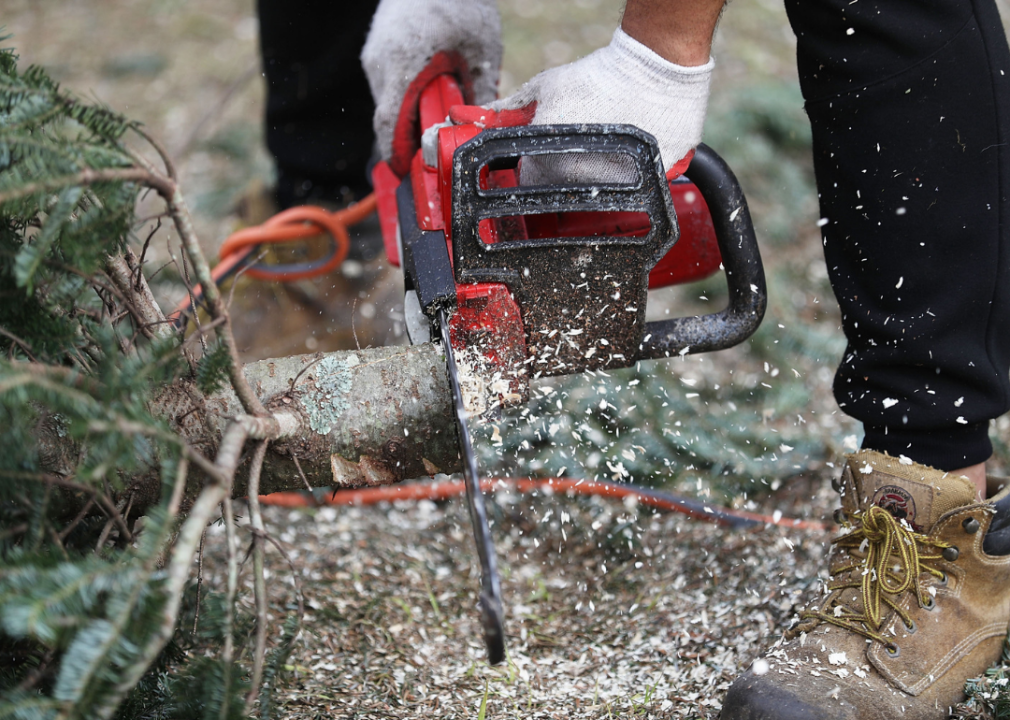 Cutting a tree with a chainsaw.