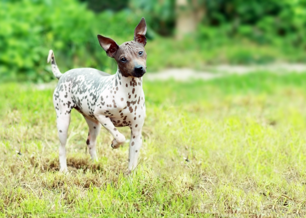 American hairless terrier.