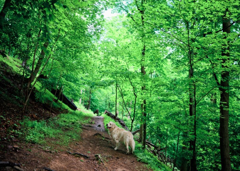 A dog on a nature trail.