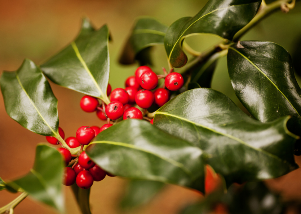 Red Holly berries on a bush.