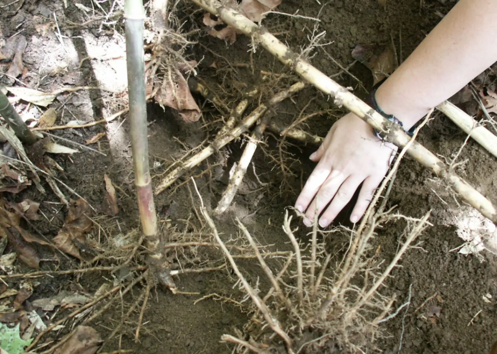 A hand touching mature patches of cane where the high density of roots and rhizomes helps keep soils in place during floods. 