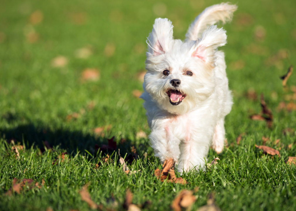 A Maltese running in the grass.