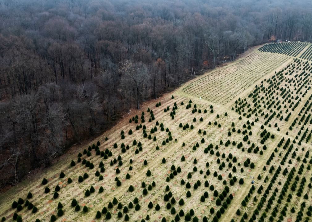 An aerial view of a tree farm.