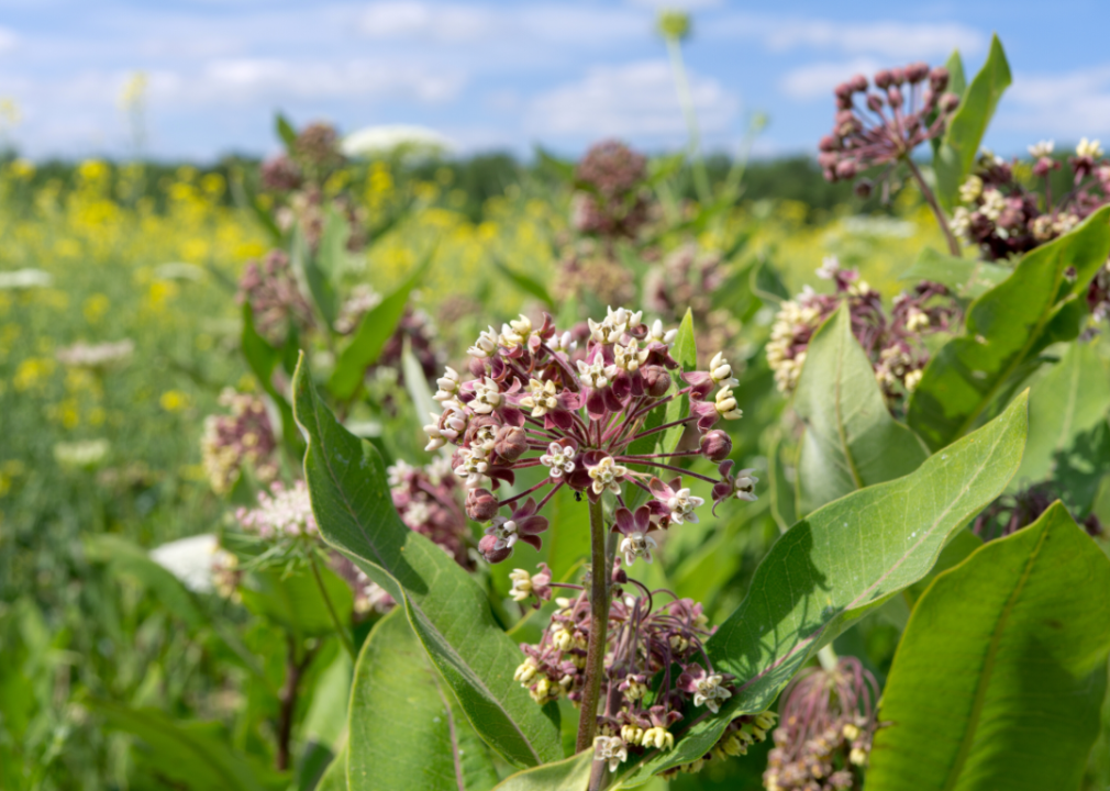 A field of milkweed.