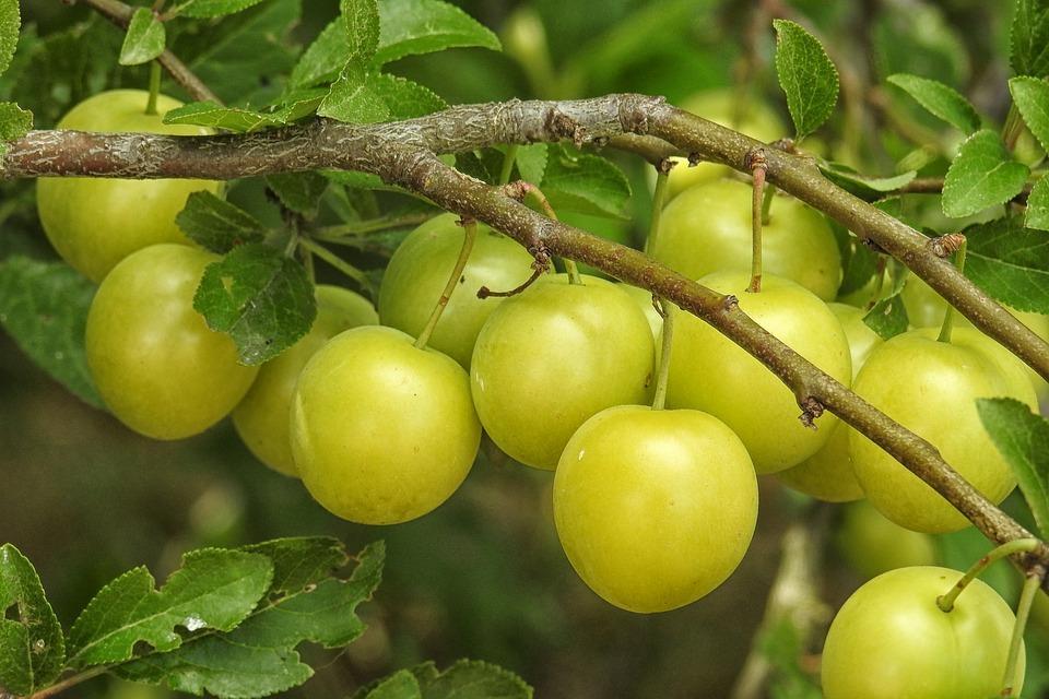 Bright green Mirabelle plums hanging from a tree.