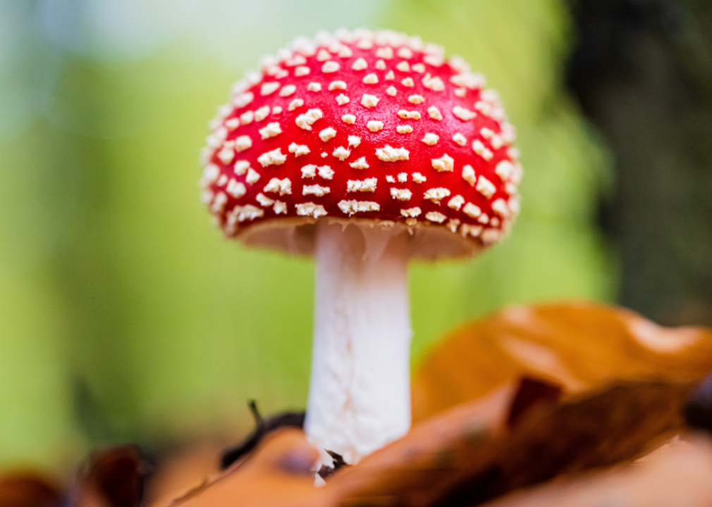 A red mushroom.