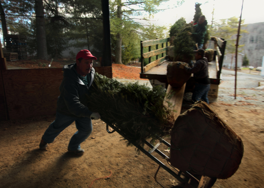 Men loading Christmas trees onto a trailer.