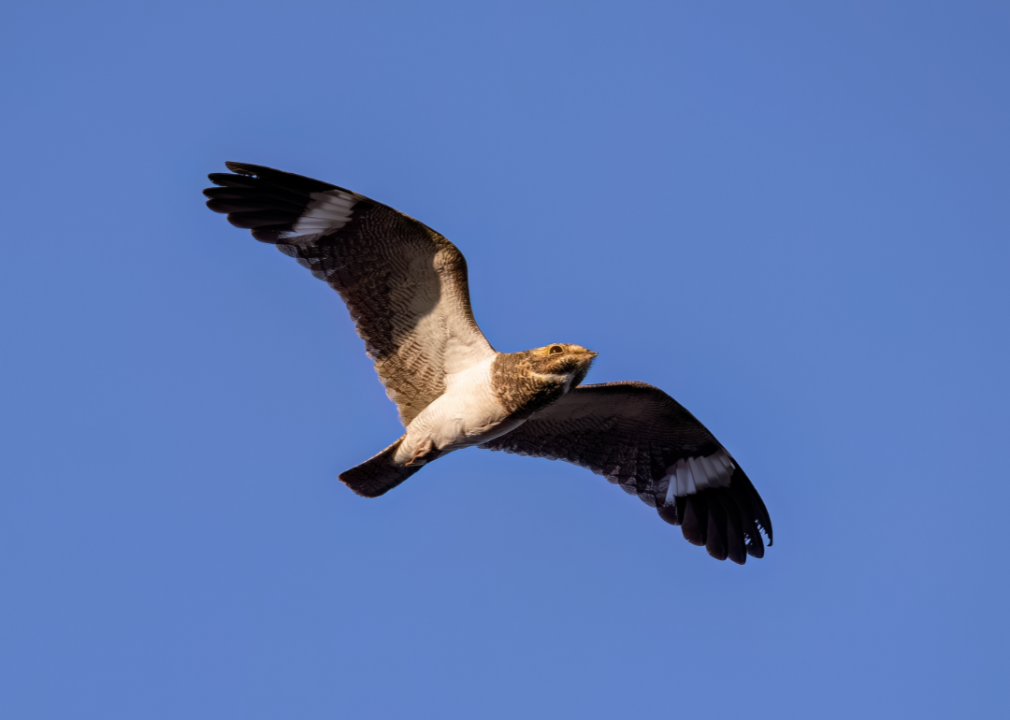 A nighthawk in flight against a blue sky.