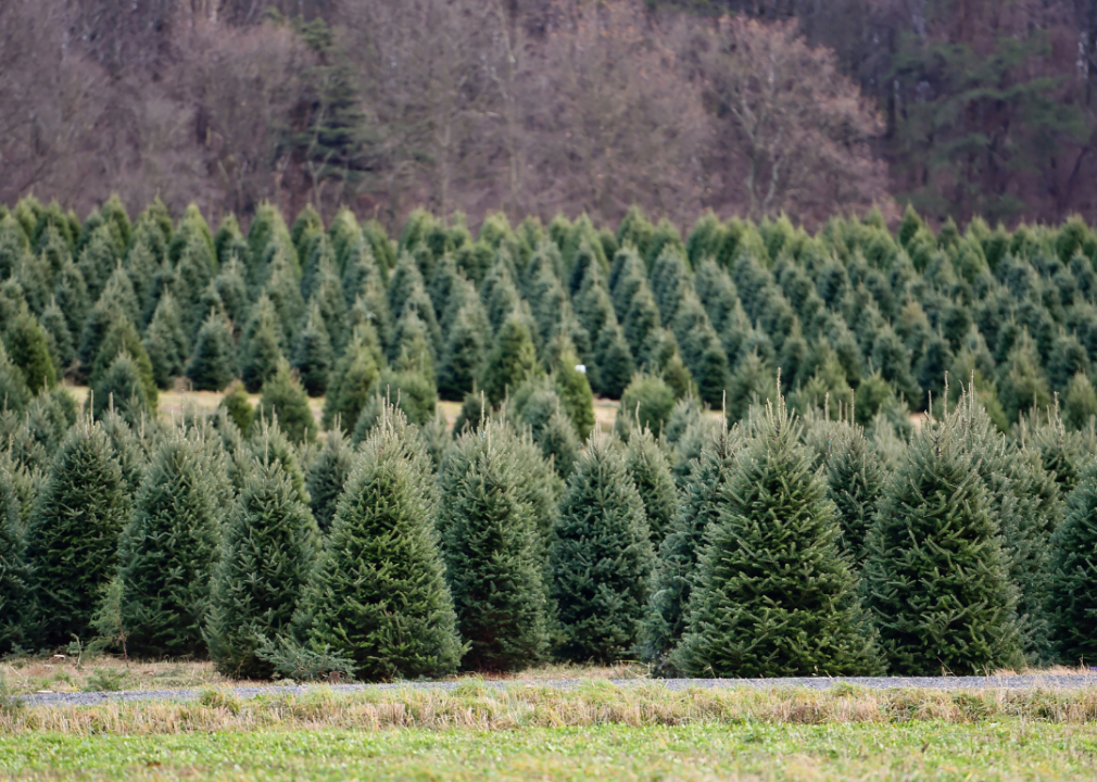 A tree farm.