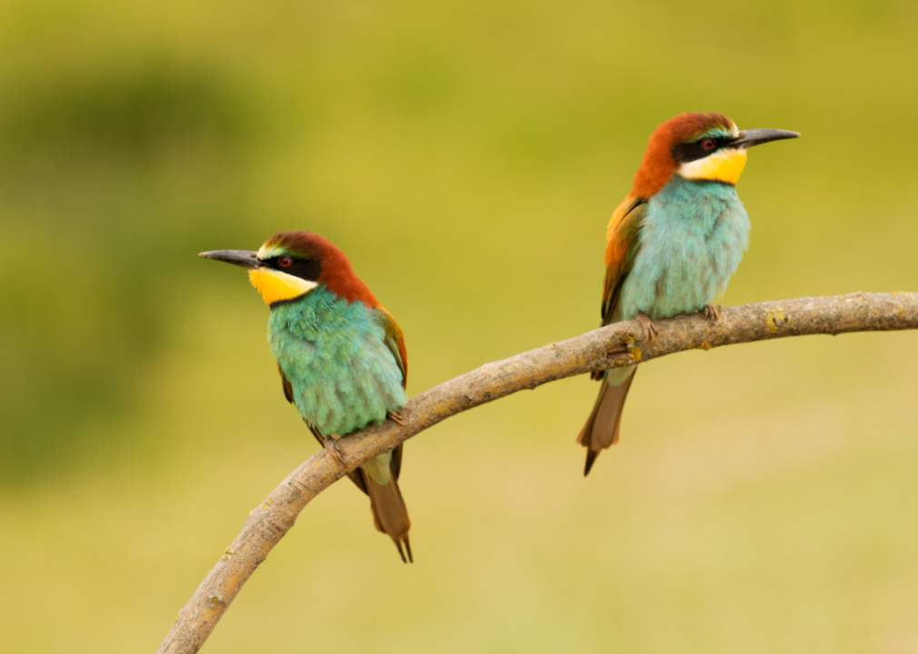 Two small colorful birds perched on a tree branch.