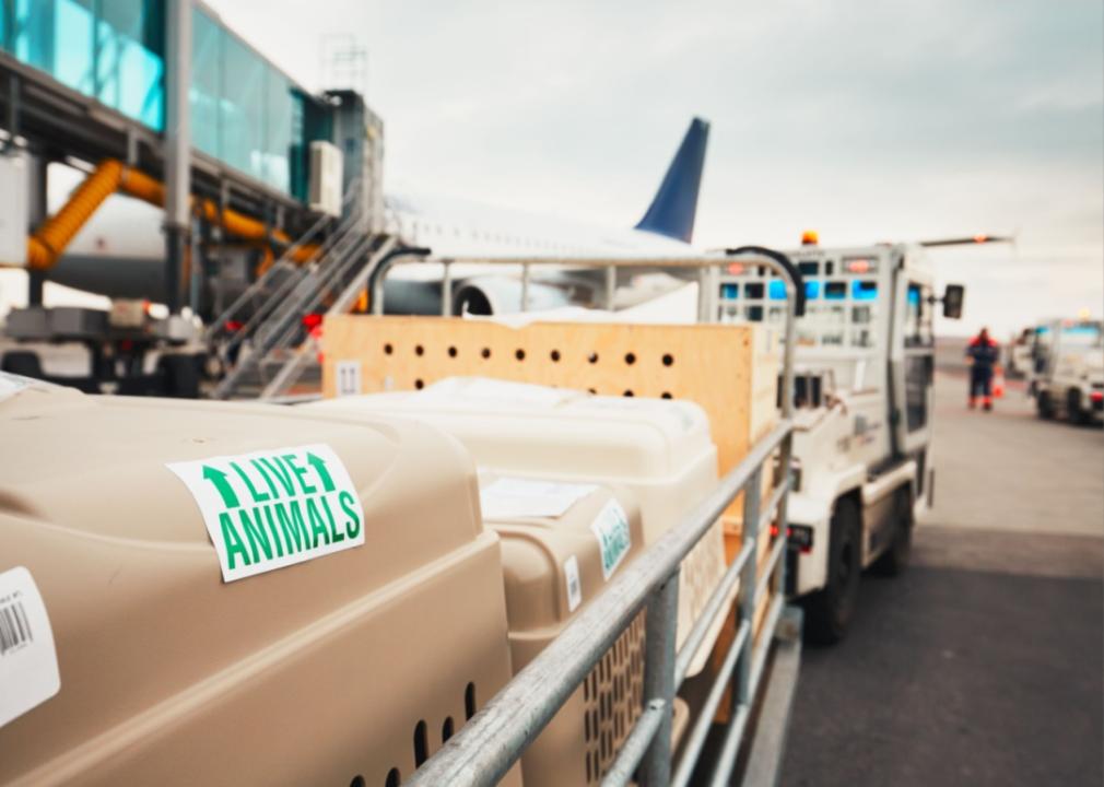 Pet carriers on an airline luggage cart near a plane.