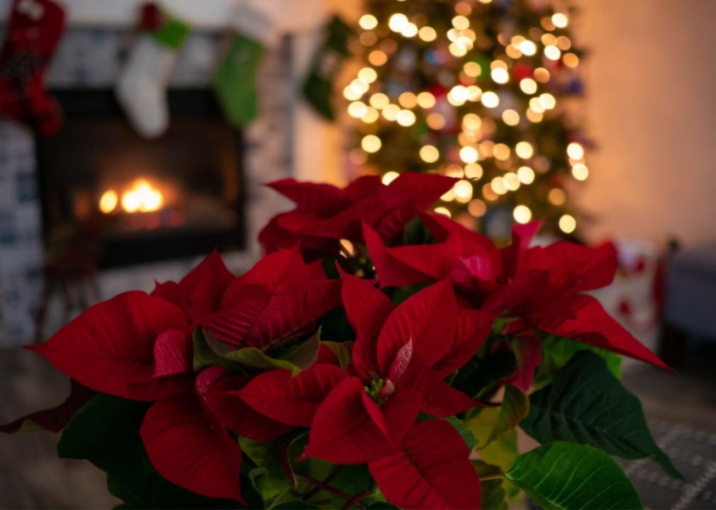 Poinsettias in front of a Christmas tree.