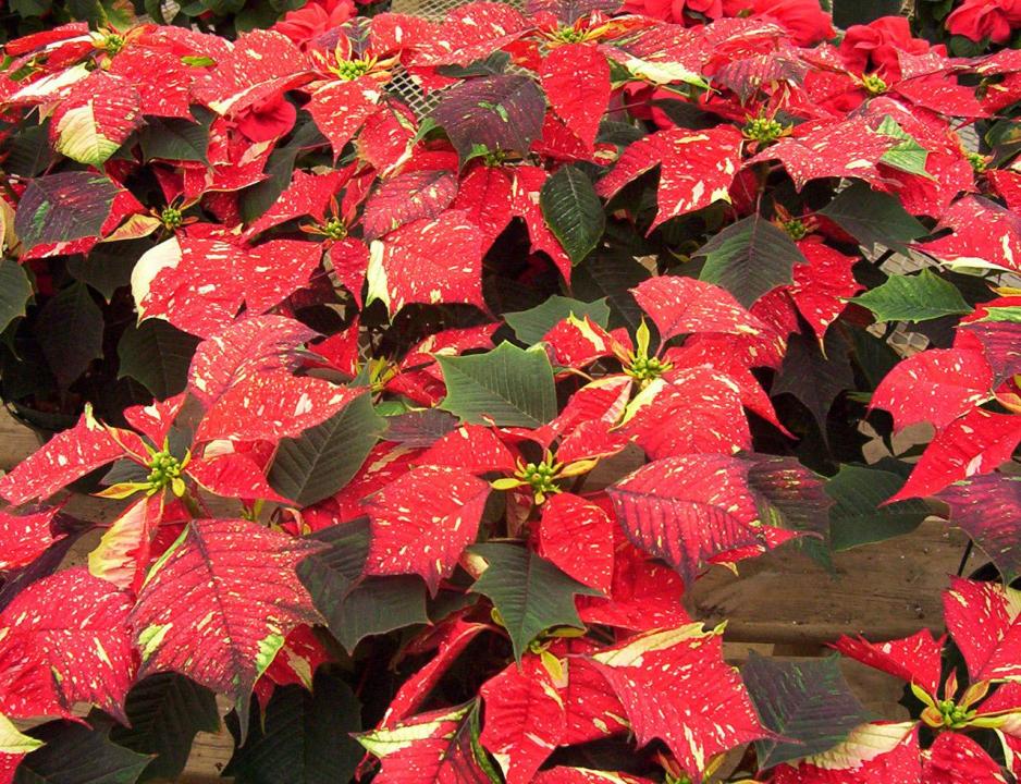 30 Popular Science Myths Debunked » poinsettias 110661300210093h1A