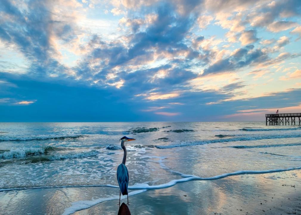 A Blue Heron on Redington Beach at sunset.