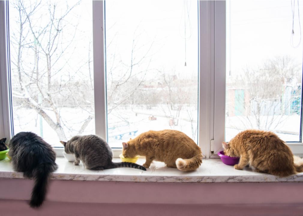 Boston's Only Cat Cafe Gets One Step Closer to Opening in Beacon Hill -  Eater Boston