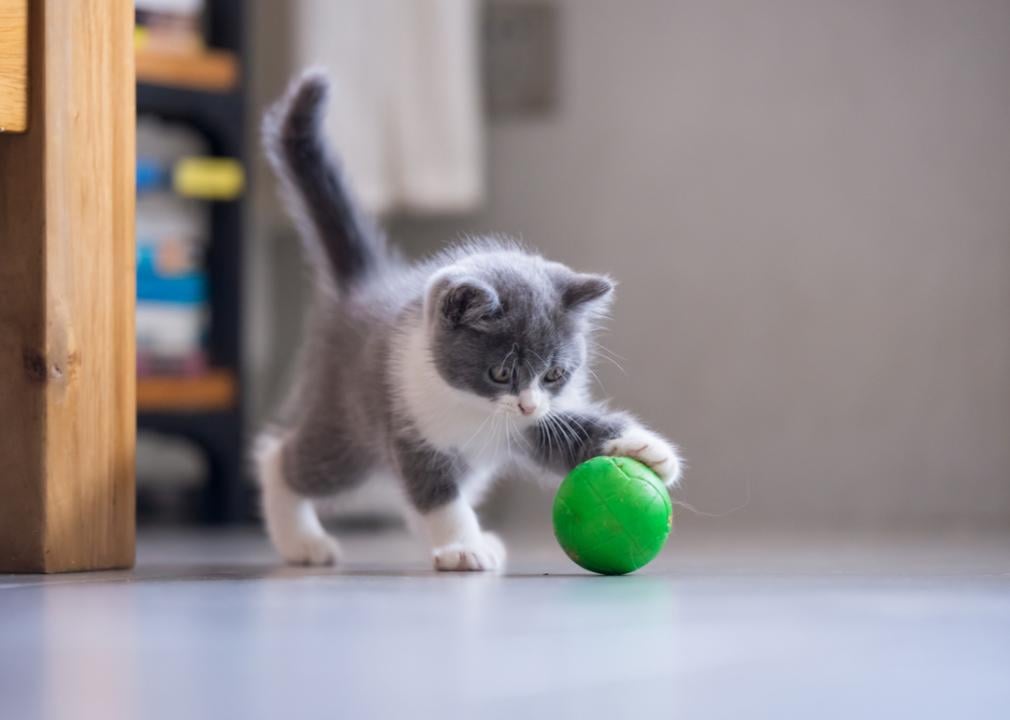 A Cat Cafe Could Open in Boston (for Real This Time) - Eater Boston