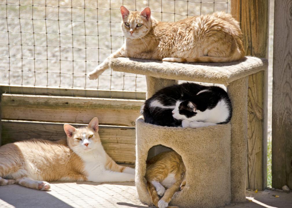 Boston's Only Cat Cafe Gets One Step Closer to Opening in Beacon Hill -  Eater Boston