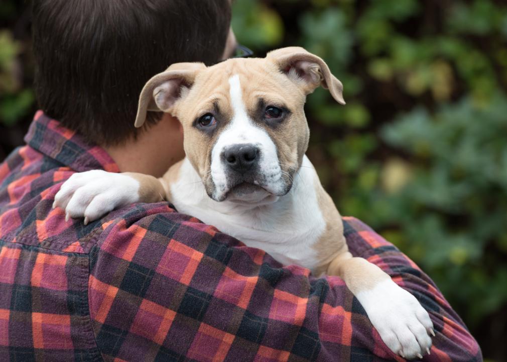A bulldog mix puppy being held by a young man in a plaid shirt