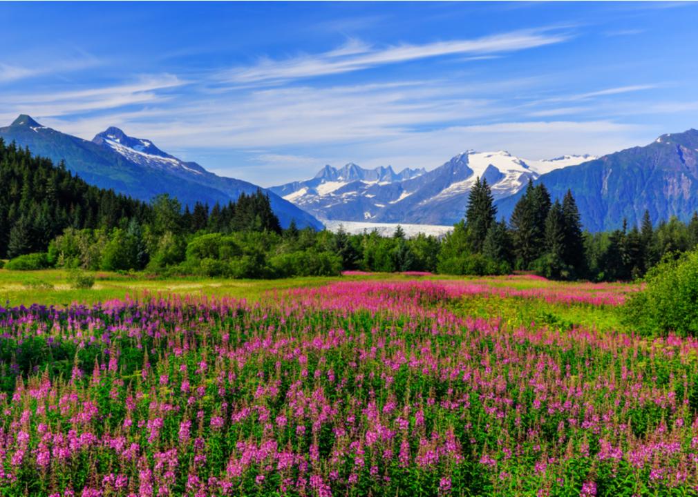 Mendenhall Glacier Viewpoint with fireweed in bloom in Juneau, Alaska