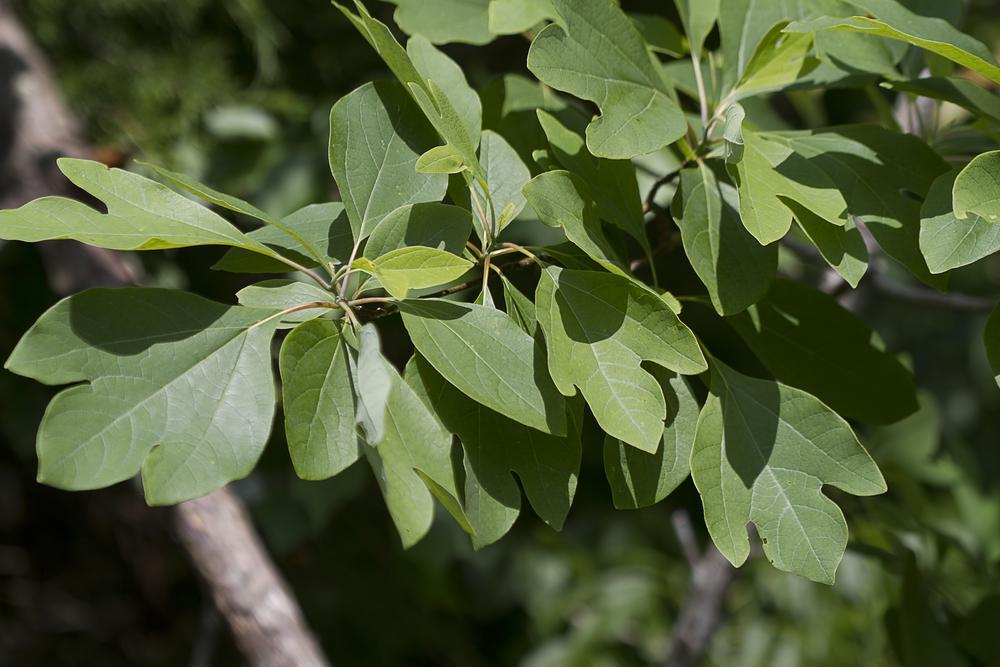 Close-up of a sassafras tree.
