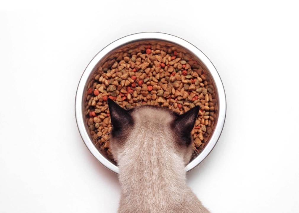 Siamese cat eating dry food from large metal bowl.