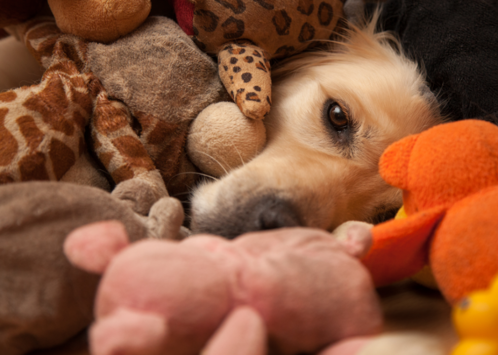 A close up of a the face of a blonde dog snuggled up covered by a bunch of stuffed animal toys.