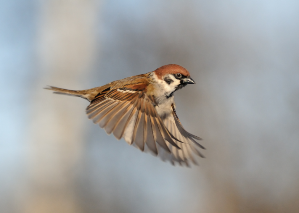 A flying sparrow with wings spread.