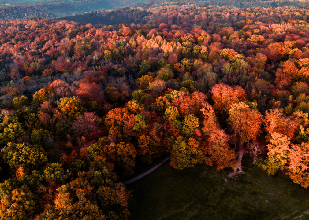 An aerial view of Fall trees.